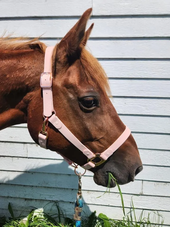 iCavalos Horse Halter Candy Pink